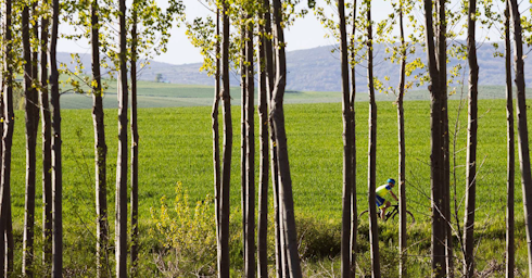ciclista pasando por camino de bosque 
